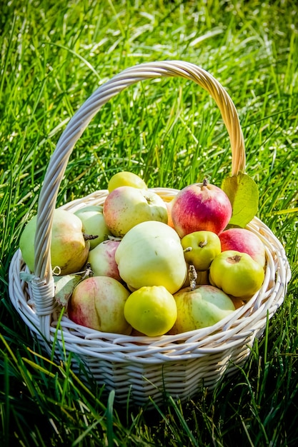 Raccolto fresco di mele. Tema della natura con frutta e cesto su erba verde