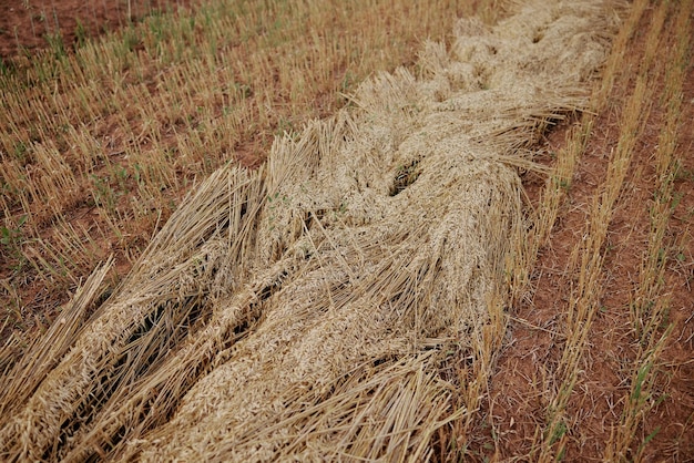 Raccolto grano agricoltura sole natura fattoria campagna