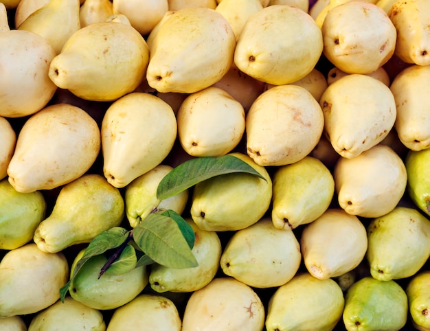 Raccolto Guava giallo. Mangiare sano. Concetto di raccolta agricola autunnale