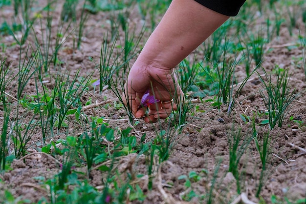 Raccolto in campo di zafferano. La spezia più costosa del mondo.