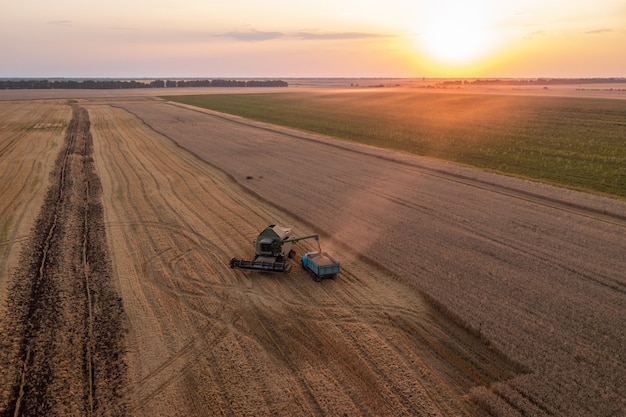 Raccolto nel campo di grano. Caricamento del grano appena raccolto sul camion con il sole che tramonta sullo sfondo