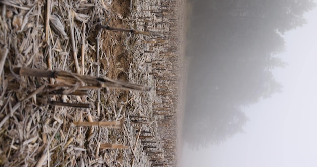 raccolto scarsamente di mais rimanente per l'inverno