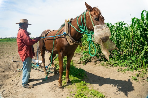 Raccolto sostenibile Uomo che coltiva mais con l'aiuto del suo cavallo