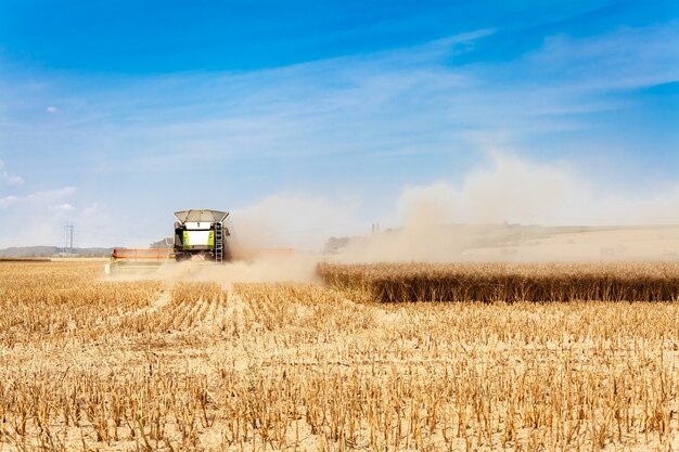 Raccolto, una mietitrebbia falcia e lavora il grano in un campo, separando grano e paglia.