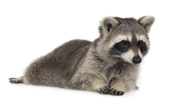 Raccoon (9 mesi) - Procione lotor isolato