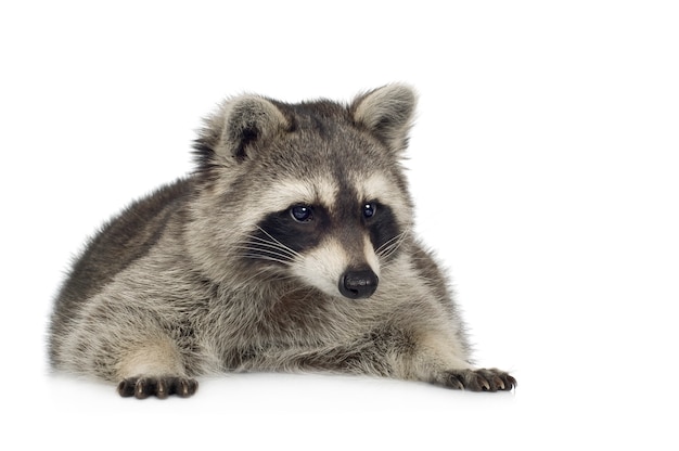 Raccoon (9 mesi) - Procione lotor isolato