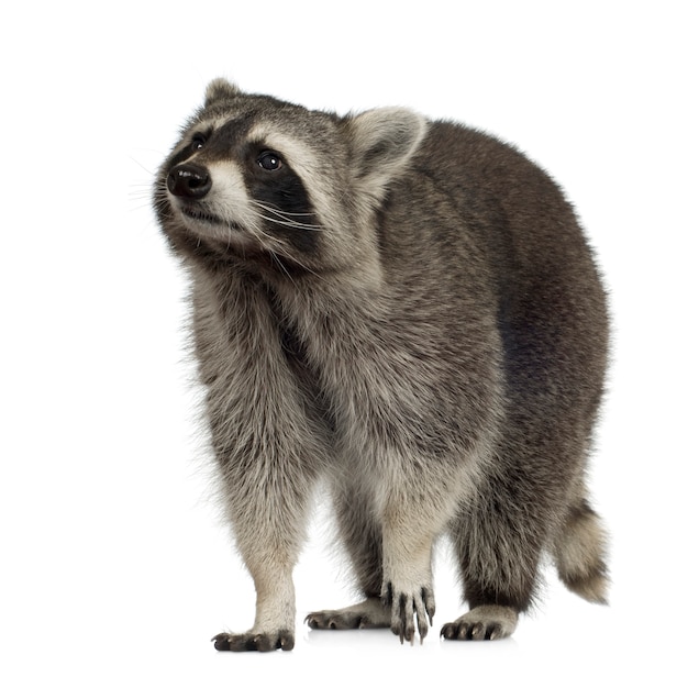 Raccoon (9 mesi) - Procione lotor isolato