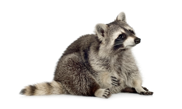 Raccoon (9 mesi) - Procione lotor isolato