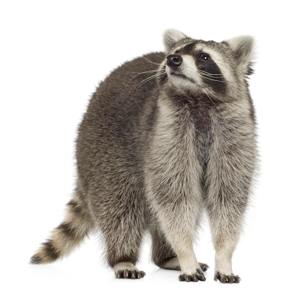 Raccoon (9 mesi) - Procione lotor isolato