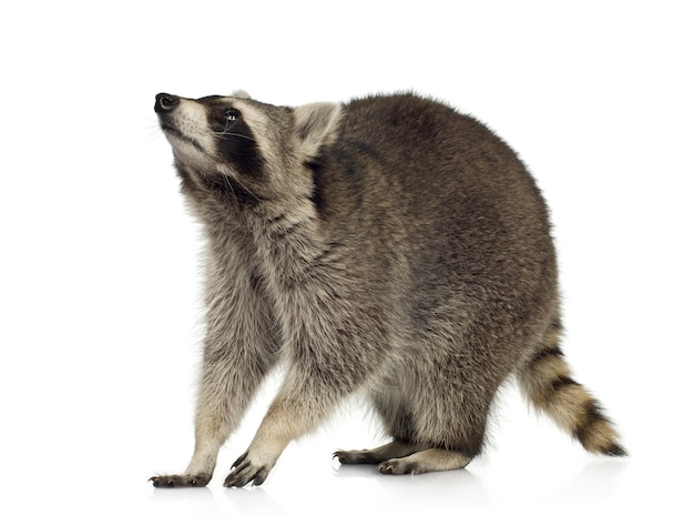 Raccoon (9 mesi) - Procione lotor isolato