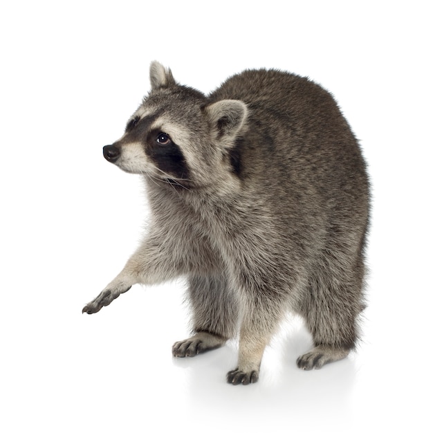 Raccoon (9 mesi) - Procione lotor isolato