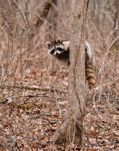 Raccoon in un piccolo albero che guarda la telecamera