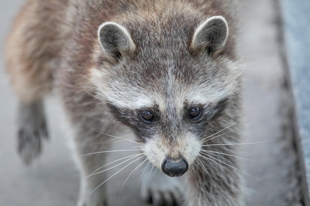 Raccoon si siede su un ramo di albero Messa a fuoco selettiva del primo piano