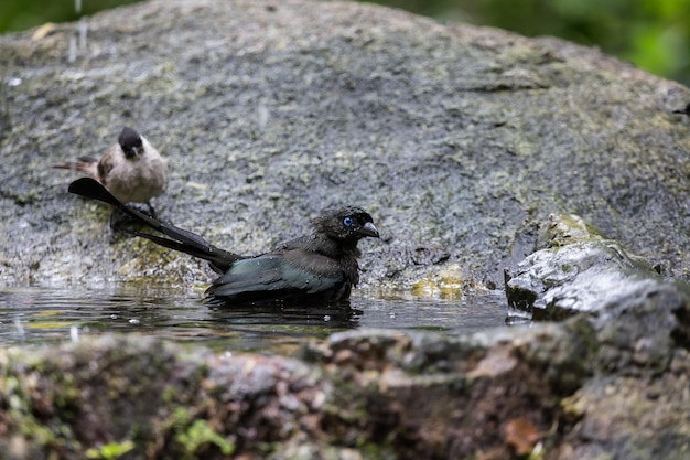 Rackettailed Treepie Crypsirina temia che fa il bagno in una piscina nel mezzo della foresta