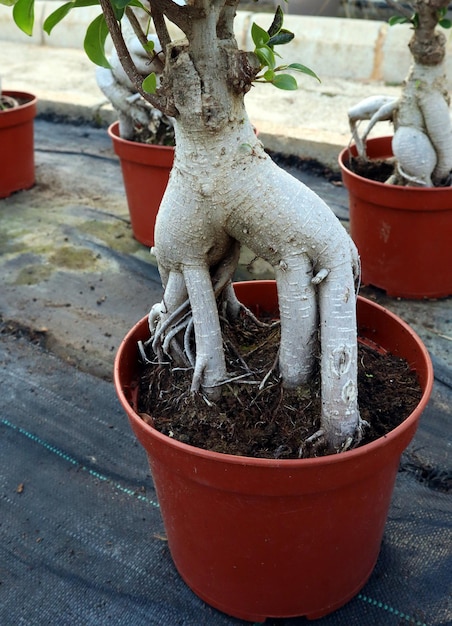 Radice dalla forma insolita, come le radici della mandragora. Ficus bonsai con strana radice magica da vicino