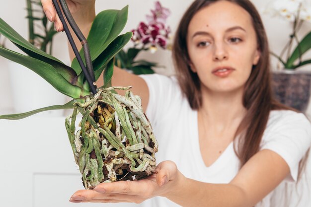 Radice del fiore dell'orchidea della holding della ragazza