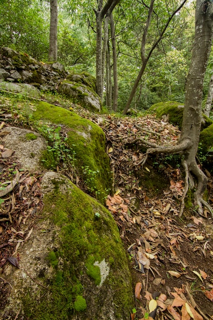 Radice dell&#39;albero circondata da massi di pietra