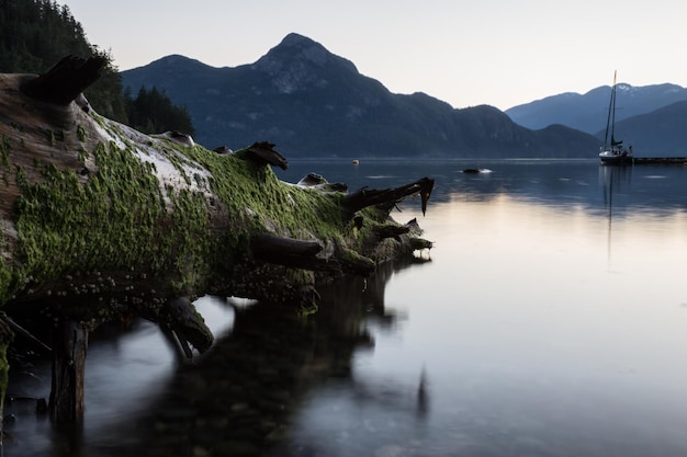 Radice dell'albero di fronte all'insenatura dell'oceano con le montagne sullo sfondo