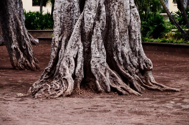 Radice dell'albero nel terreno