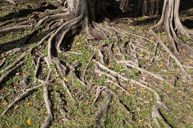 radice dell&#39;albero