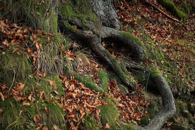 Radice di albero con muschio in una giornata autunnale