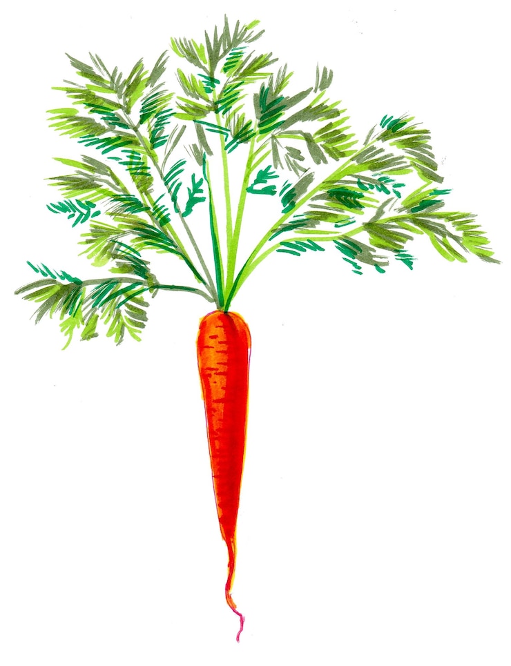 Foto radice di carota rossa. disegno a china e acquerello