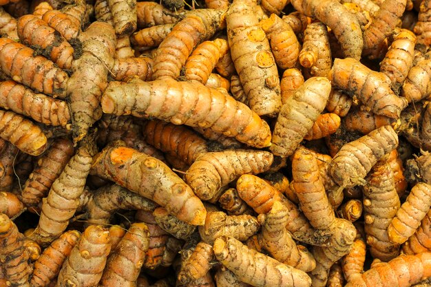 Radice di curcuma nel campo dell'agricoltura