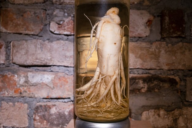 Radice di ginseng in scatola in un barattolo. medicina tradizionale orientale.