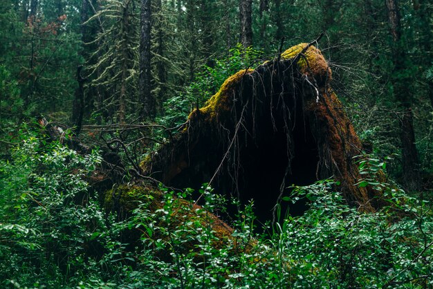 Radice di grande albero caduto coperto di muschio spesso nella regione selvaggia di taiga