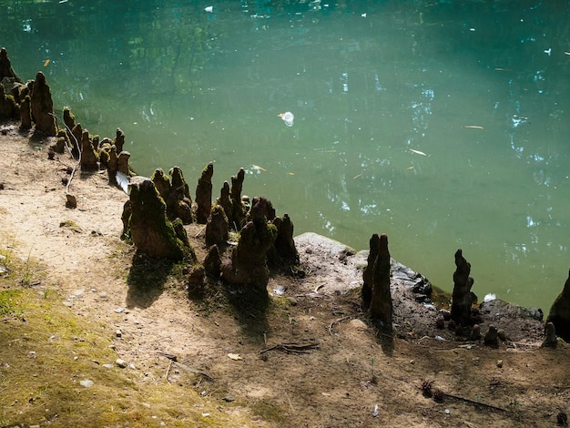 Radici aeree di cipresso palustre vicino all'acqua