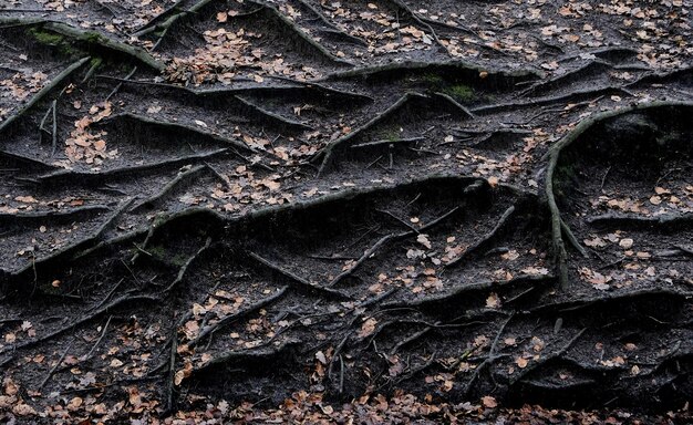 Radici che emergono dal terreno in autunno