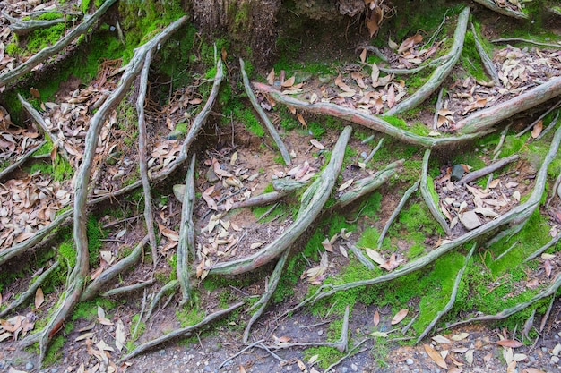 radici degli alberi e piante di alghe verdi