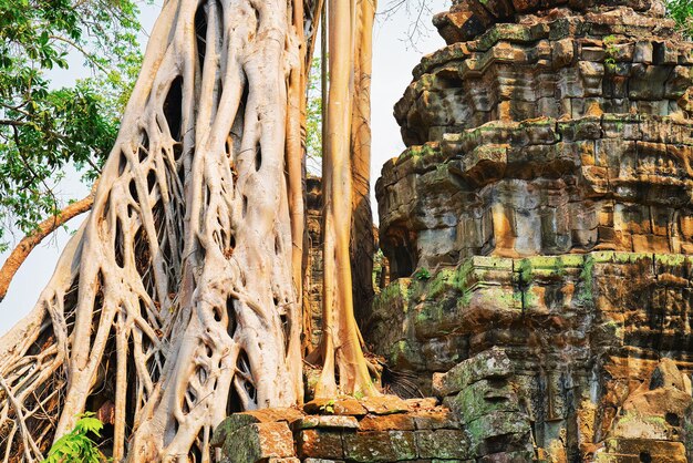 Radici degli alberi nel complesso del tempio di Ta Prohm, Siem Reap, Cambogia.