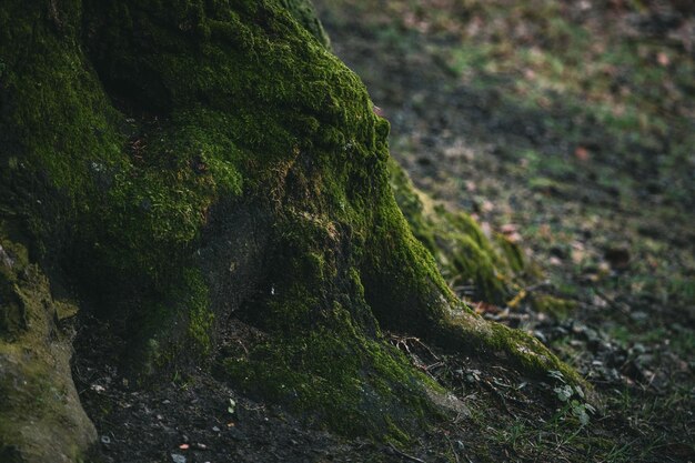 Radici dell'albero con muschio verde nella foresta autunnale