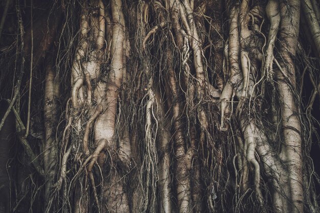 Radici dell'albero di banyan nelle foreste della Thailandia