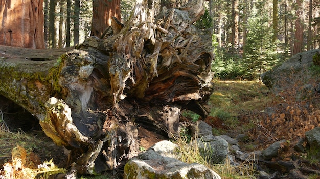 Radici della sequoia caduta, tronco d'albero gigante della sequoia nella foresta. Pino grande sradicato, California, USA