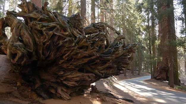 Radici della sequoia caduta, tronco d'albero gigante della sequoia nella foresta. Pino grande sradicato.