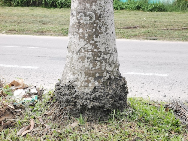 Radici di alberi di Areca o Betel Nut Palm sul ciglio della strada