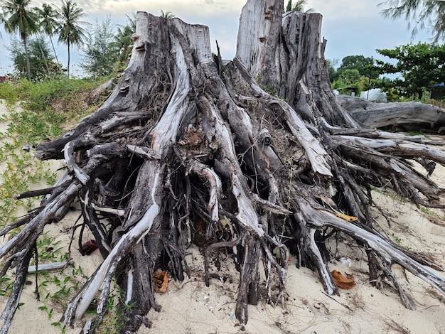 Radici di alberi secchi sulla spiaggia di sabbia