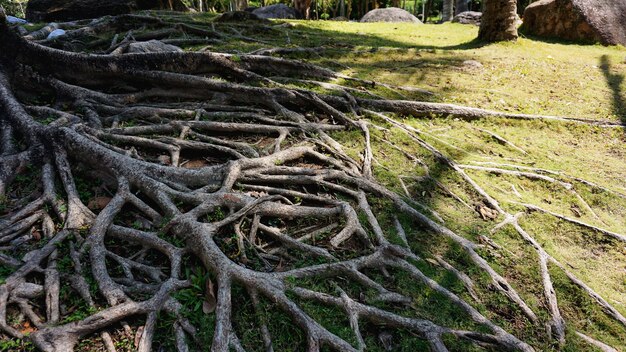 Radici di alberi tropicali in Cina. Tempo d'estate tropicale