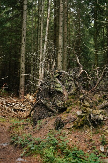 Radici di pini caduti Grande albero sradicato nel mezzo della foresta