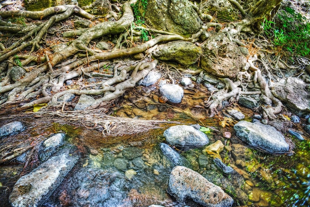 Radici e rocce nell'acqua di Triulintas cadono in Sardegna