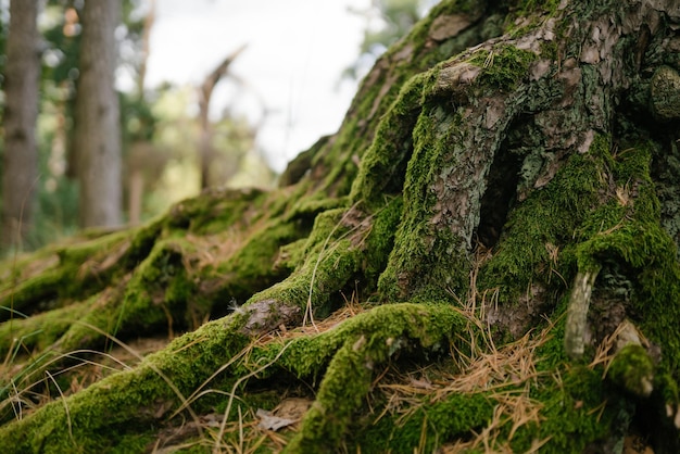 radici fresche nella foresta coperte di muschio verde coperto di erba che striscia sulla roccia paesaggio autunnale