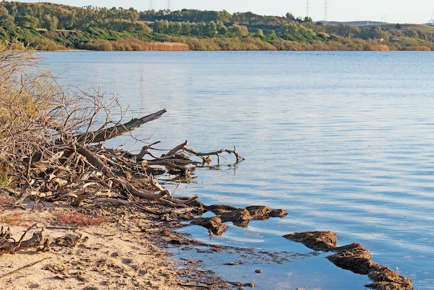 Radici in una sponda del lago