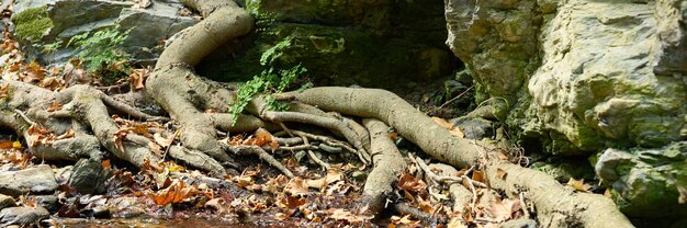 Radici nude di alberi che crescono in scogliere rocciose tra pietre e acqua in autunno.