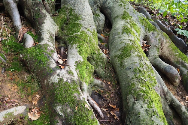 Radici ricoperte di muschio verde Banja Koviljaca Serbia Terraces Park La radice è la parte sotterranea della pianta che serve a rafforzarla nel terreno e ad assorbire acqua e sostanze nutritive da essa