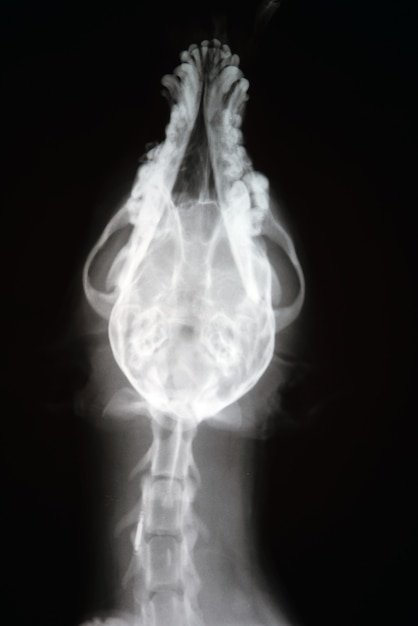 Radiografia del cranio del cane. Immagine a raggi x veterinaria.