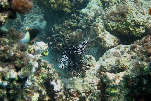 Radiosità radiosa nel Mar Rosso