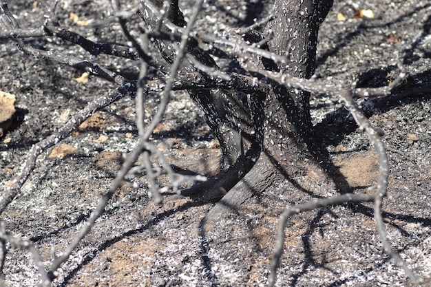 radura con alberi bruciati ed erba prato nero bruciato