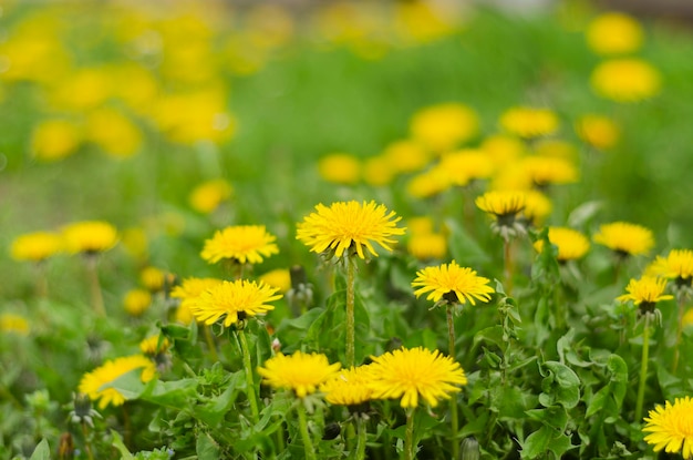 Radura con denti di leone in fiore in erba verde